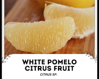Frutas cítricas Pomelo Branco - Citrus sp. - Sementes raras de 'frutas' - Pomelo, Amarelo-Laranja, Toranja Chinesa, Jabong, Toranja Chinesa Branca