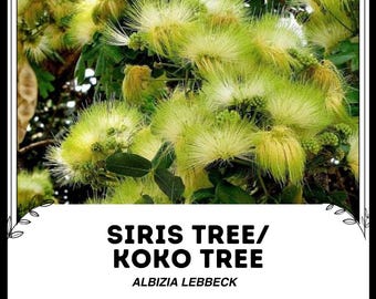 Siristräd / Kokoträd - Albizia lebbeck - Frön från sällsynta växter - Persiskt sidenträd, grönvitt, mimosaträd, kvinnans tungaträd, sovträd