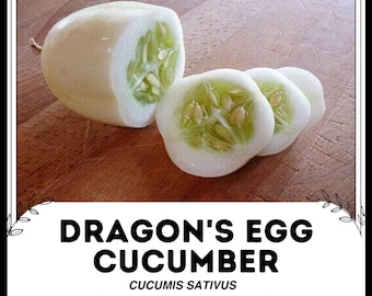 ドラゴンの卵キュウリ - Cucumis sativus - 希少な伝統野菜