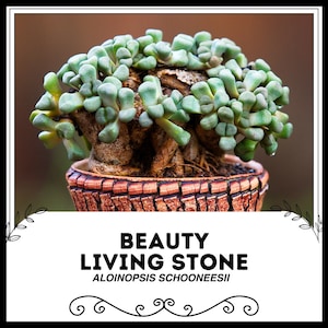 Beauty Living Stone - Aloinopsis schooneesii - Rare &#39;Succulent&#39; Seeds, Lithops, Gold-Green, Living Stones, Flowering Stones, Mimicry Plant