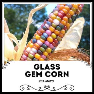 Glasstein Mais - Zea Mays - Seltenes Erbgemüse