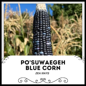 Op de afbeelding: Een close-up van een blauwe maïskolf met een witte punt. De maïs heet "Po'suwaegeh Blue Corn" en is geëtiketteerd met "Zea Mays".