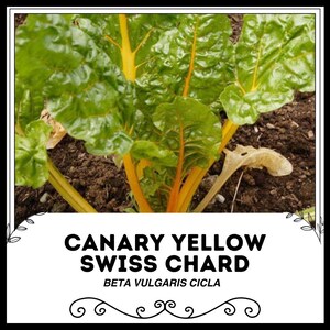 Kanariegele snijbiet - Beta vulgaris cicla - zeldzame groente