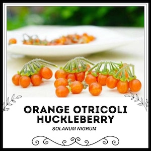 Orange Otricoli Huckleberry - Solanum nigrum - Rare &#39;Fruit&#39; Seeds - Otricoli Berry, Sweetberry Honeysuckle, Orange-Green, Box Huckleberry