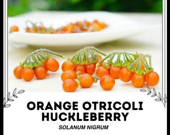 Naranja Otricoli Huckleberry - Solanum nigrum - Semillas raras de 'fruta' - Otricoli Berry, Sweetberry Honeysuckle, Orange-Green, Box Huckleberry