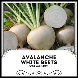 Op de afbeelding: Close-up van verschillende witte bieten, sommige heel en sommige gesneden, met groene stelen en bladeren. De tekst "AVALANCHE WHITE BEETS BETA VULGARIS" wordt weergegeven in een decoratief kader.