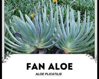 斑入りアロエ・ヘラクレス – 希少コレクター標本樹木アロエ - Etsy 日本