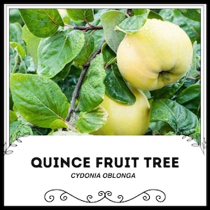 Quince Fruit Tree - Cydonia Oblonga - Rare &#39;Fruit&#39; Seeds - Quince, Yellow-Green, Membrillo Tree, Golden Apple, Quince Pear, Chaenomeles Tree