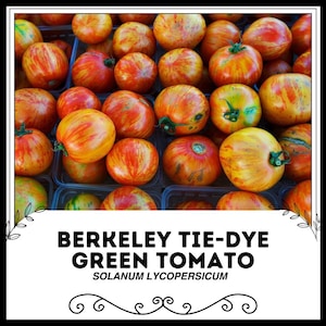 Berkeley Tie-Dye Green Tomato - Solanum lycopersicum - Rare Heirloom Vegetable
