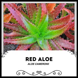 100 aloe vera saft Starterkit: Bio Aloe Vera Saft & Gel  WILD BABOON