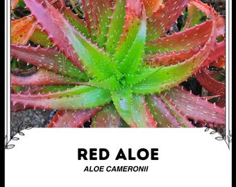 Rote Aloe maculata, Aloe saponaria, die Seifen-Aloe oder Zebra-Aloe. 10 x  10 cm groe Pflanze mit Wurzeln. - Etsy sterreich