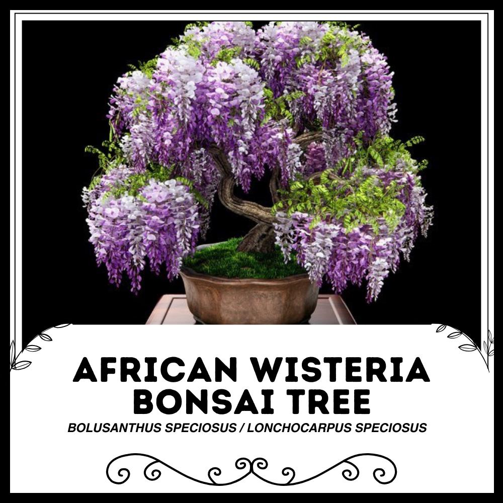 bonsai zelkova giftig Bonsai Zelkova serrata kugelförmig inkl. Ziertopf, blau main image 0