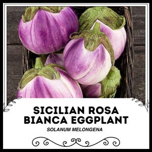 シチリア産ローザビアンカナス - Solanum melongena - 希少な伝統野菜