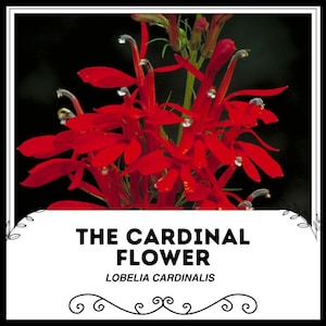 The Cardinal Flower - Lobelia cardinalis - Rare &#39;Plant&#39; Seeds - Red Lobelia, Scarlet Lobelia, Red-Green, Queen Victoria, Campanulaceae