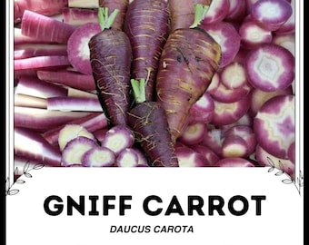 Carota Gniff - Daucus carota - Verdura rara di cimelio