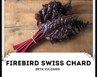 Bietola da coste Firebird - Beta vulgaris