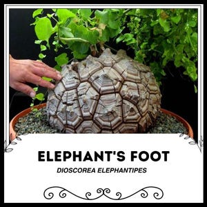 Könnte beinhalten: Nahaufnahme einer einzigartigen Pflanze mit einem braunen, strukturierten, kugelförmigen Stamm. Der Stamm hat ein Muster aus erhabenen, geometrischen Formen. Die Pflanze ist mit "Elephant's Foot" und "Dioscorea Elephantipes" beschriftet.