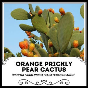 Orange Prickly Pear Cactus - Opuntia ficus-indica 'Zacatecas Orange' - Rare 'Cactus' Seeds - Indian Fig, Cactus Pear, Nopal, Barbary Fig