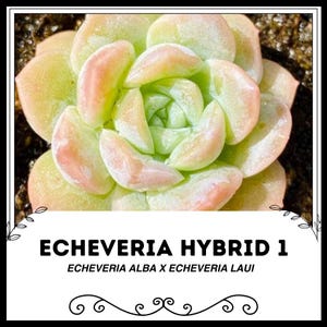 Echeveria Hybrid 1 - Echeveria alba X Echeveria laui - Rare &#39;Succulent&#39; Seeds - White Ghost Echeveria, Snowball Echeveria, Pearl Echeveria