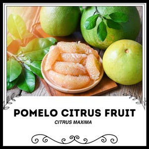 Könnte beinhalten: Nahaufnahme einer geschälten Pomelo-Zitrusfrucht, auch bekannt als Citrus Maxima, auf einer Holzoberfläche mit grünen Blättern. Die Frucht ist hellrosa und hat eine segmentierte Textur.