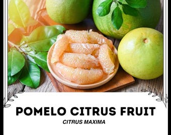 ポメロ柑橘類 - Citrus maxima - 珍しい「果物」の種子 - ポメロ、黄