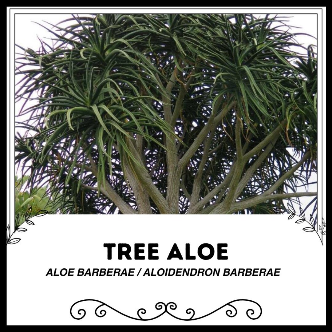 Buy Tree Aloe - Aloe Barberae / Aloidendron Barberae - Rare 'succulent ...
