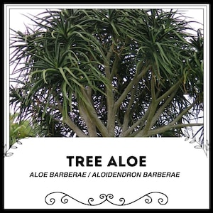 以下が含まれることがあります： 樹木状のアロエ、別名アロエ・バルベラエまたはアロイデンドロン・バルベラエのクローズアップ。背の高い枝分かれした幹と厚い緑の葉が特徴です。