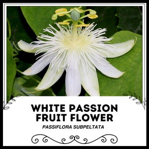Flor de fruta de la pasión blanca - Passiflora subpeltata - Semillas de plantas raras - Passiflora Constance Elliot, Granadilla fragante, Pasiflora blanca