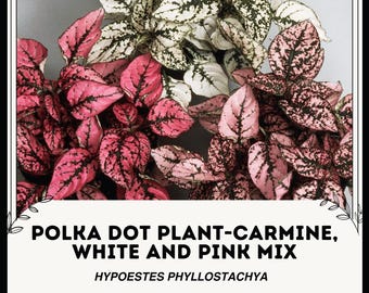 Carmine, White and Pink Mix Polka Dot Plant - Hypoestes phyllostachya -  Rare and Exotic Plants Seeds