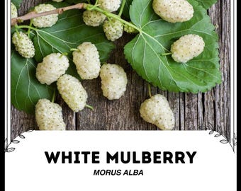 Morwa biała - Morus alba - rzadkie nasiona 'Fruit' - drzewo jedwabnika, biało-żółte, morwa chińska, morwa chińska, morwa jedwabista
