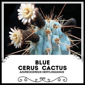 Blue torch cactus - Etsy.de