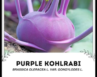 紫色のコールラビ - Brassica oleracea L. var. gongylodes L. - 珍しい家宝野菜 *10 種*