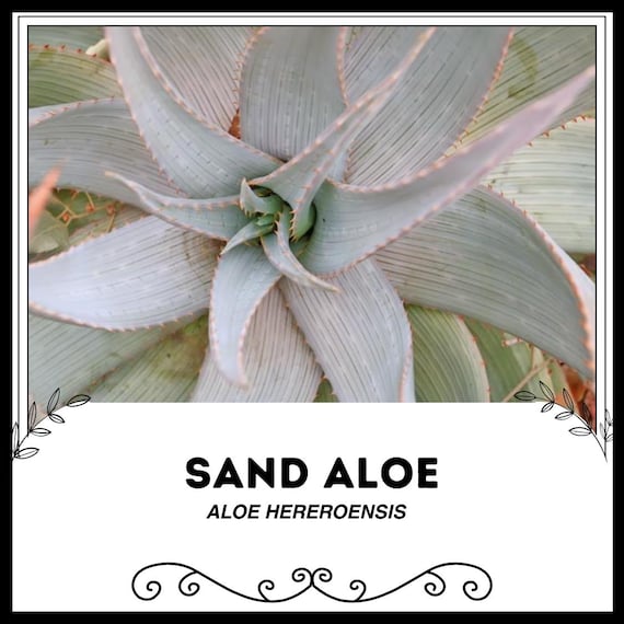 aloe vera gel bergland Bergland Aloe Vera Gel | Natural skincare