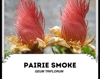 Fumée des prairies - Geum triflorum - graines « végétales » rares - moustaches de l'Ancien homme, benoîte de Peck à longs panaches, benoîte de chevreuil