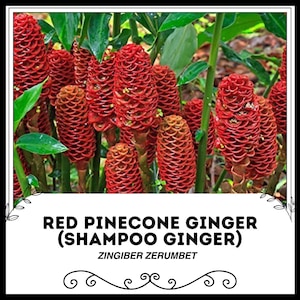 Può includere: Zenzero a pigna rossa, noto anche come zenzero per shampoo, è una pianta tropicale con fiori rosso vivo a forma di cono. La pianta è nota per le sue proprietà medicinali e viene utilizzata in shampoo e altri prodotti di bellezza. Zingiber zerumbet.
