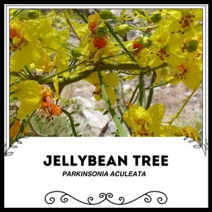 Jellybean Tree - Parkinsonia aculeata - Rare 'Plant' Seeds - Castanospermum Australe, Yellow-Red, Moreton Bay Chestnut, Sweet Berry Tree