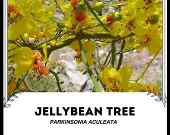 May include: A close-up of a Jellybean Tree, also known as the Parkinsonia aculeata, with bright yellow flowers and green leaves.