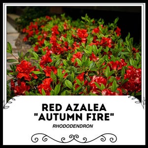 May include: A close-up of a vibrant red azalea bush in full bloom. The flowers are densely packed, creating a lush and colourful display. The text "Red Azalea "Autumn Fire" Rhododendron" is displayed below the image.