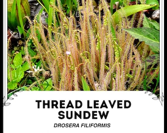 Thread Leaved Sundew - Drosera filiformis - Rare 'Carnivorous' Seeds - Cape sundew, Yellow-Green, dewy pine, sundew, Filiform Sundew