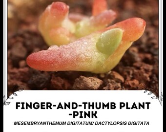 Finger-and-Thumb Plant - Pink - Mesembryanthemum digitatum / Dactylopsis digitata - Rare Succulent Plants Species