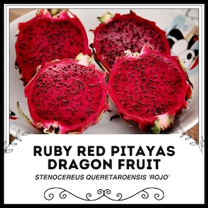 Può includere: Quattro pitaya rosso rubino, note anche come frutto del drago, sono tagliate a metà e disposte su un piatto bianco. Il frutto ha una polpa rosso vivo con piccoli semi neri. Il testo "RUBY RED PITAYAS DRAGON FRUIT STENOCEREUS QUERETAROENSIS 'ROJO'" è visualizzato sotto il frutto.