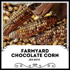Farmyard Chocolate Corn - Zea mays - Rare Heirloom Vegetables