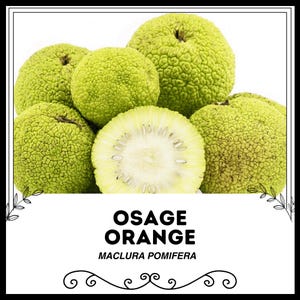 May include: Close-up of several green Osage orange fruits, also known as hedge apples. One fruit is cut in half, revealing the white, fleshy interior. The text "Osage Orange" and "Maclura pomifera" is displayed below the fruits.