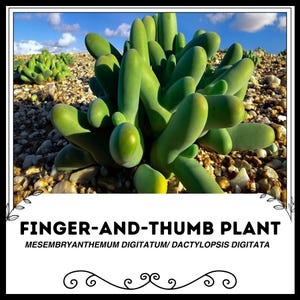 Finger-And-Thumb Plant - Mesembryanthemum Digitatum / Dactylopsis Digitata - Rare Succulent Species