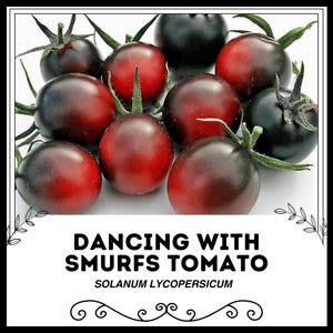 Dancing with Smurfs Tomato - Solanum lycopersicum - Rare Heirloom Vegetables