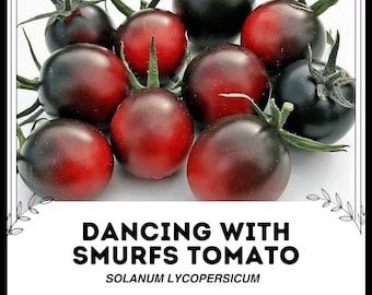 Tanzen mit den Schlümpfen Tomate - Solanum lycopersicum - Seltenes Erbgemüse
