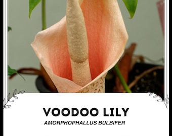 Voodoo Lily - Amorphophallus Bulbifer - Zeldzame 'Plants' Seeds - Duivelstong, oranjegeel, slangenpalm, zwarte draak, Konnyaku-aardappel