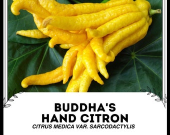 ブッダハンド（Citrus medica） - 種子10粒 - Etsy 日本