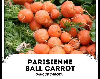 Carota sferica parisienne - Daucus carota - Verdura rara di cimelio
