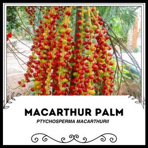 MaCarthur Palm - Ptychosperma macarthurii - Rare 'Plant; Seeds - Bamboo Palm. Yellow-Red, Dwarf Mountain Palm, Miniature Fish Tail Palm
